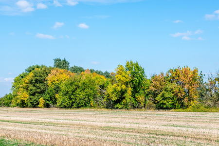 Small forrest before autumn in Slovakiaの写真素材