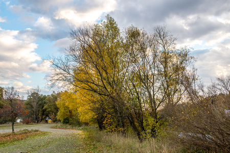 Yellow maple tree near parking lot autumnの写真素材