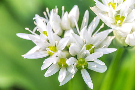 Wild Garlic (Allium ursinum) blossom at springの写真素材