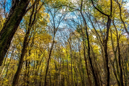 View to sky through deep colorful autumn forest