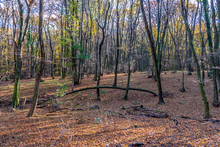 Deep in colorful autumn forest in November, Bratislava, Slovakiaの写真素材