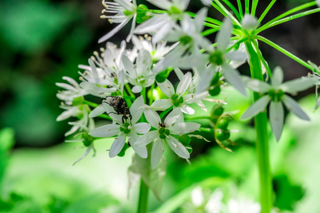 Wild garlic, bear garlic (Allium ursinum) flower with insectの写真素材