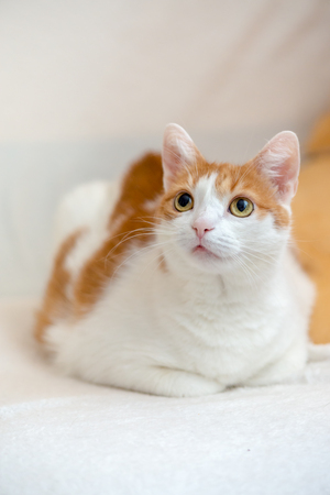 Ginger kitty lie on bed with folded paws and looking interested on portraitの写真素材