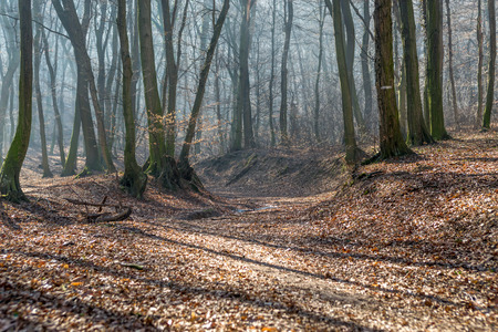 Old stream trough in forest in late february (winter) with fog, sun beams and long tree shadowsの写真素材