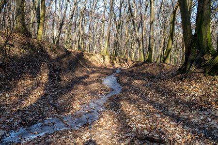 Frozen stream in huge trough in forest in late february (winter) with fog, sun beams and long tree shadowsの写真素材