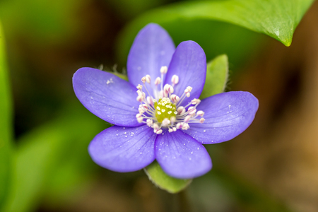Closeup of Anemone hepatica (Hepatica nobilis)  in forest with green leaves on backgroundの写真素材