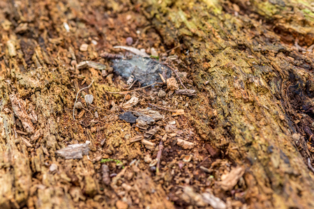 Old tree trunk declay in deep forest at early spring, macroの写真素材