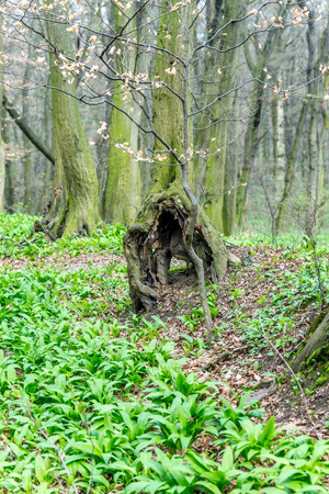 Old unusual tree trunk in forest at early spring, with magic atmosphereの写真素材