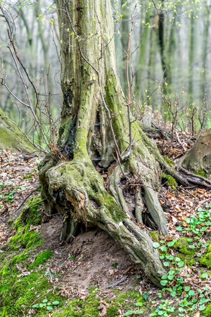 Old unusual tree trunk in forest at early spring, with magic atmosphereの写真素材