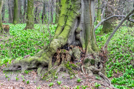 Old unusual tree trunk in forest at early spring, with magic atmosphereの写真素材