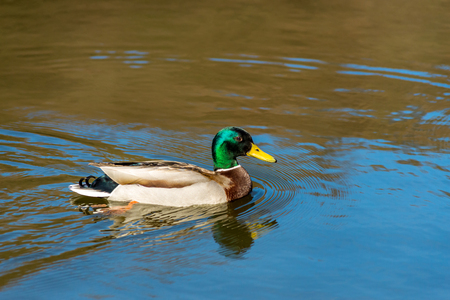Nice young Mallard duck swiming on lake in early springの写真素材