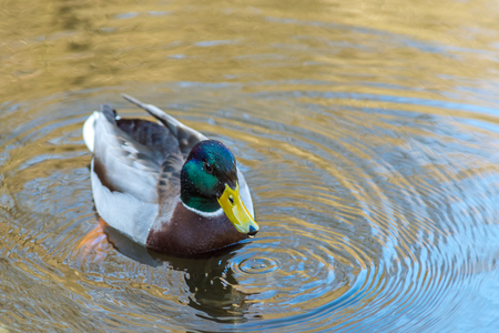 Nice young Mallard duck swiming on lake in early springの写真素材