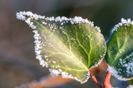 Green leaf covered by ice crystals in Januaryの写真素材