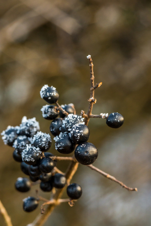 Wild black berries in January covered by ice crystalsの写真素材