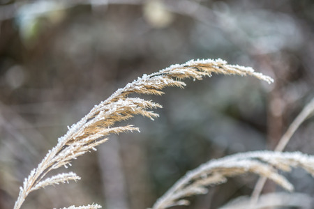 One dry stem of grass in late winter covered by frozen snowの写真素材