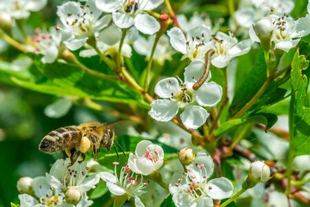 Honey bee flying to the flower with caterpillar in sunny, warm, summer dayの写真素材