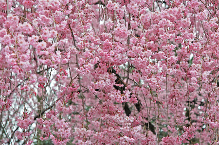 shidare cherryの写真素材