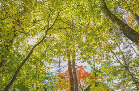 Autumnal tintsの写真素材