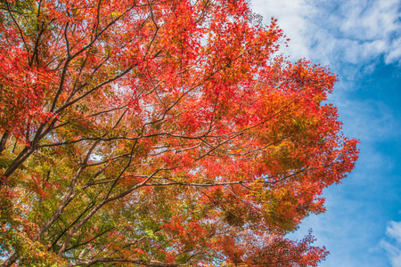 Autumnal tintsの写真素材