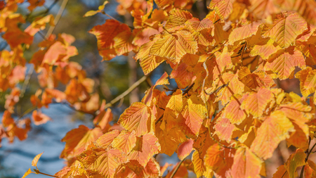 Autumnal tintsの写真素材