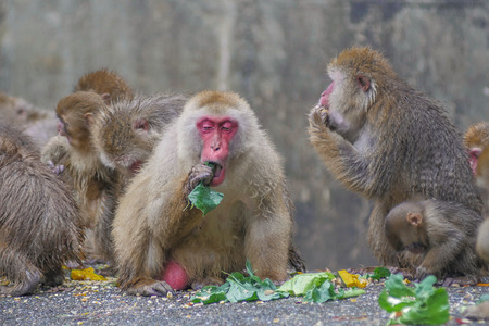 Japanese monkeyの写真素材