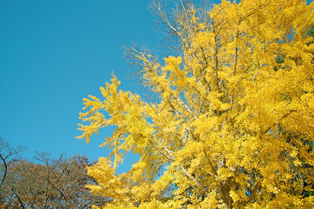 Scenery of beautiful autumn leavesの写真素材