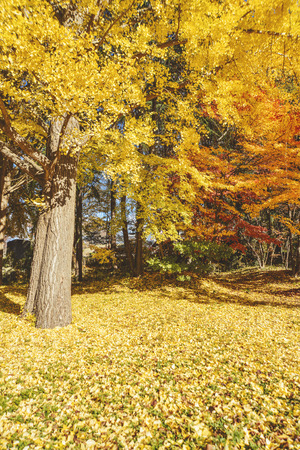 Scenery of beautiful autumn leavesの写真素材