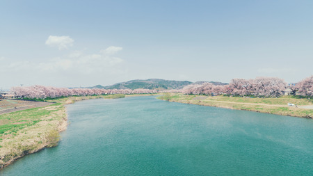 Cherry blossoms on riverside in Miyagi, Japanの写真素材