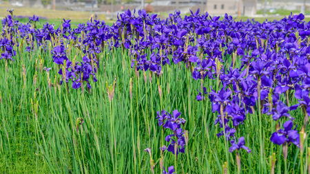 Iris in full gloryの写真素材