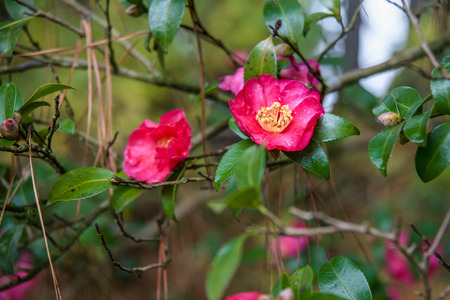 Red camellia in the gardenの写真素材