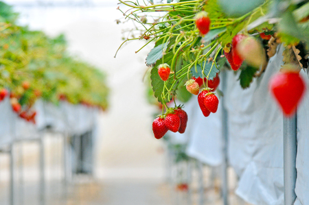 Strawberry pickingの写真素材