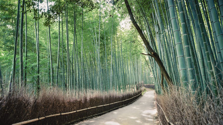 Scenery of bamboo forest of Kyoto Arashiyamaの写真素材