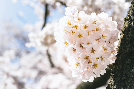Someiyoshino cherry tree in full bloomの写真素材