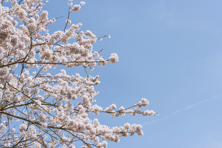 Someiyoshino cherry tree in full bloomの写真素材