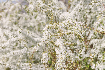 Spirea in the garden