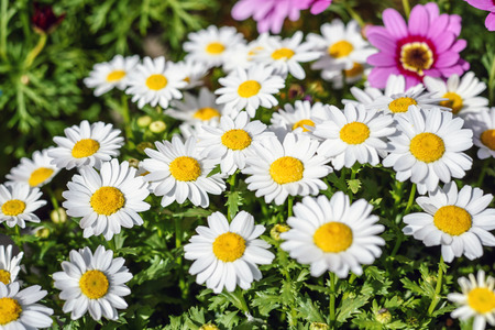 The flowers bloom in the gardenの写真素材