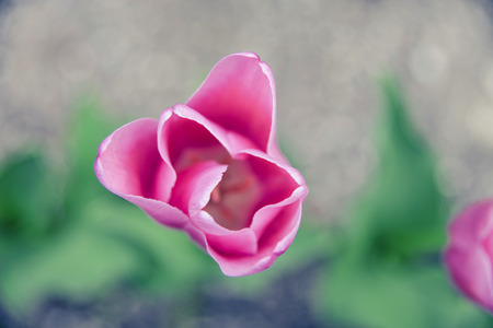 The bloom of  tulip in the gardenの写真素材