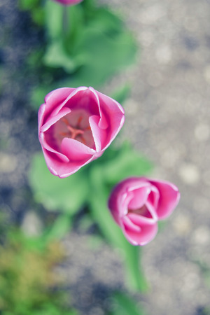 The bloom of  tulip in the gardenの写真素材