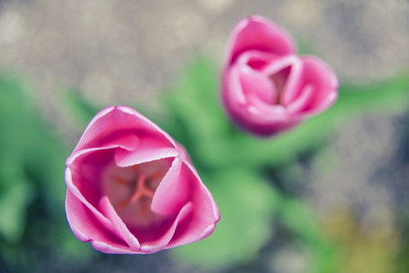 The bloom of  tulip in the gardenの写真素材