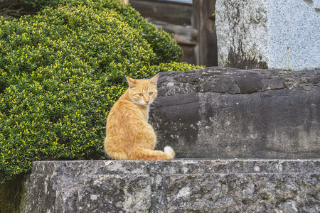 Cat in front of the temple gateの写真素材