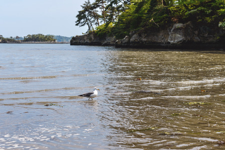 Matsushima of the three famous views of Japanの写真素材