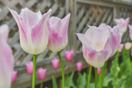The bloom of  tulip in the gardenのeditorial素材