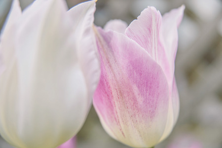 The bloom of  tulip in the gardenのeditorial素材