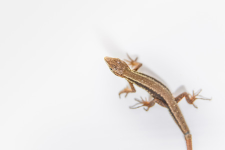 Japanese grass lizardの写真素材