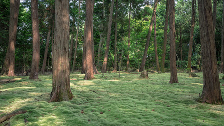Beautiful garden of Toshodai-ji Templeのeditorial素材