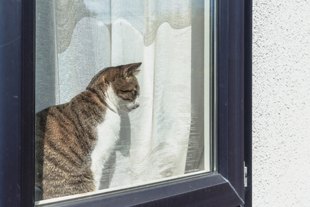 The cat which nestles by the windowの写真素材