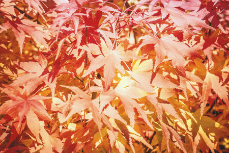 Autumn tints