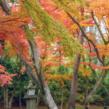 Beautiful autumn colour leavesの写真素材