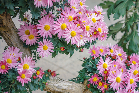 Bonsai of the small chrysanthemumの写真素材