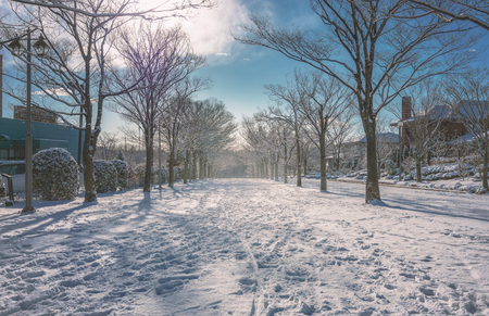Snow scene of the tree lined roadの写真素材